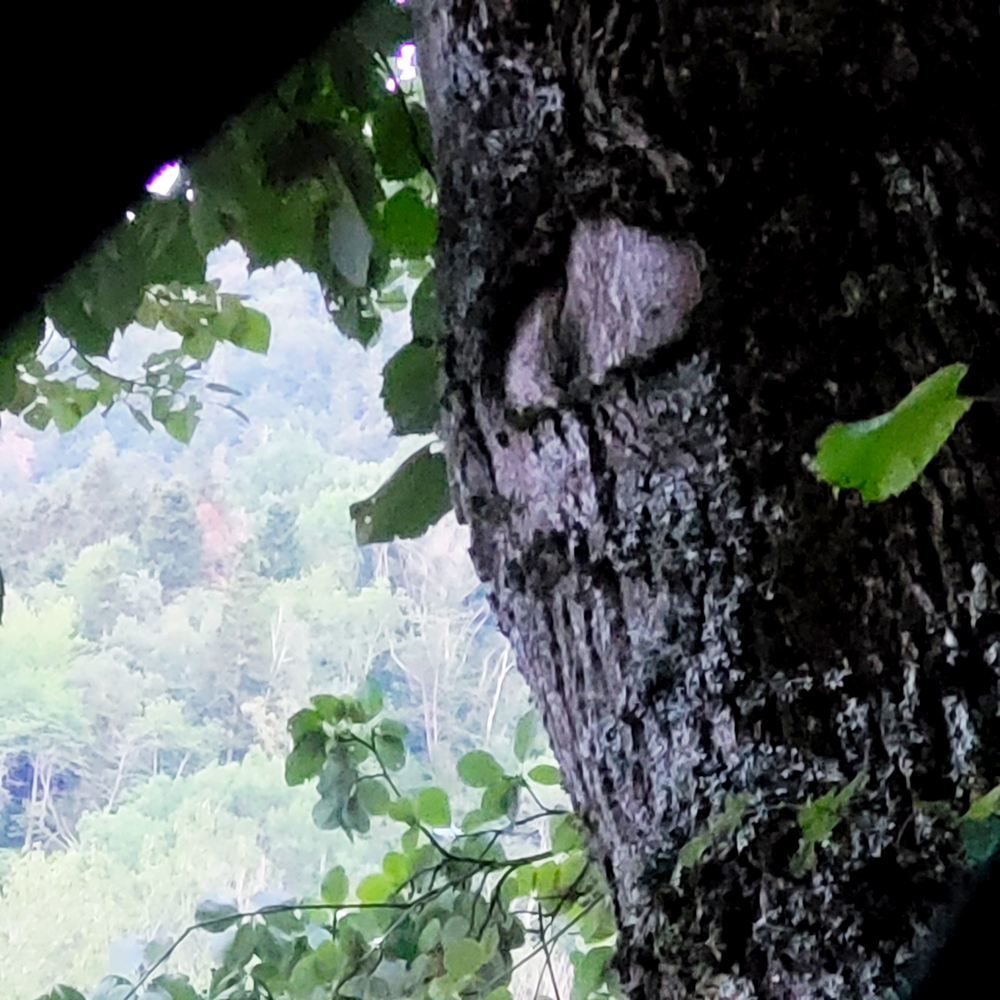 Croix dans un arbre